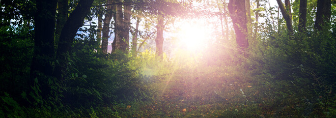 Bright sun rays between trees in green forest, magical light in forest glade, panoramic natural background for design © Iryna