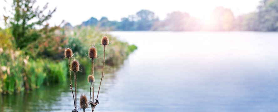 Dry spiky teasel flower heads on river bank in sunlight, panoramic natural background with blurred water landscape
