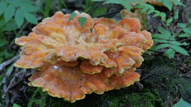 Yellow mushrooms Laetiporus sulphureus bracket fungus on a tree trunk in the spring forest.  