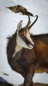 View of a chamois with curved horns and thick brown fur standing in the snowy landscape of La Dole Gingins, Vaud, Switzerland.
