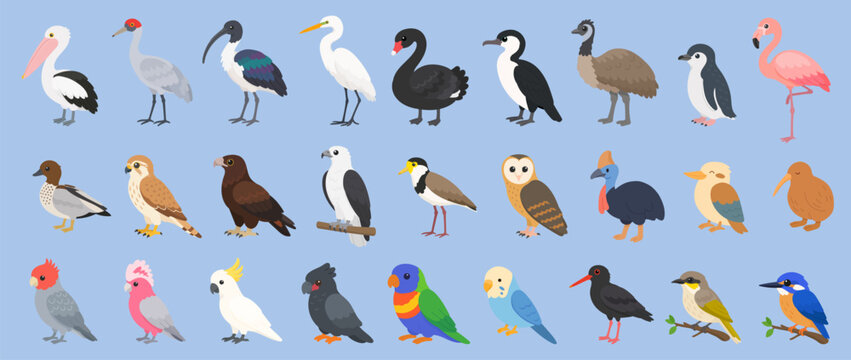 Australian bird set in flat vector style featuring wildlife collection. Australian bird set showcases iconic native species illustrations.