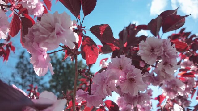 Close-up of beautiful double pink Sakura, Japanese cherry blossoms Prunus serrulata blooming on branches with dark reddish leaves against a clear, vivid blue sky on a bright sunny spring day