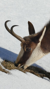 View of a chamois grazing on dry grass through a layer of white snow on the slopes of La Dole in Gingins, Vaud, Switzerland.
