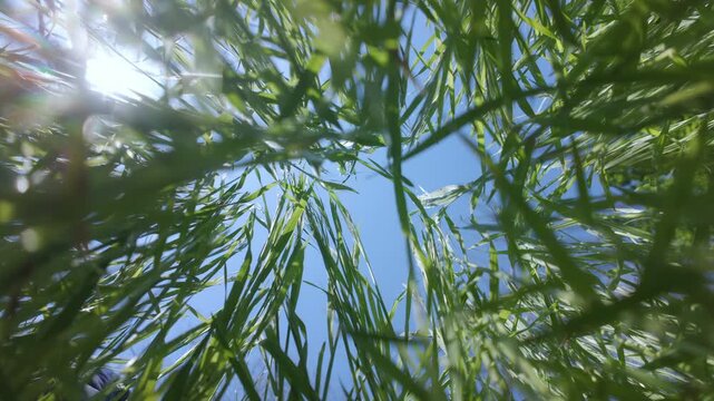 Low-angle worm's-eye view looking up through vibrant green grass Poaceae blades towards clear blue sky with bright summer sun rays and dazzling lens flare, camera rotates slowly, close-up