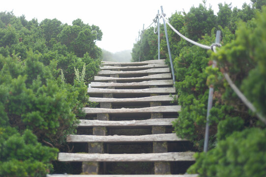 大山八合目付近のダイセンキャラボク純林の間を上へと続く木道の階段/Wooden Boardwalk Stairs Continuing Upward Through the Daisen Chyraboku Pure Forest Near the 8th Station of Mount Daisen