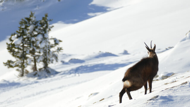 View of a chamois standing on a snowy mountain slope near a snow-covered pine tree at La Dole in Gingins, Vaud, Switzerland.