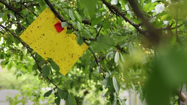 Farmer or gardener carefully examining a yellow sticky insect trap for pest control hanging on a cherry tree branch with green leaves and unripe fruits in an orchard, ensuring crop protection