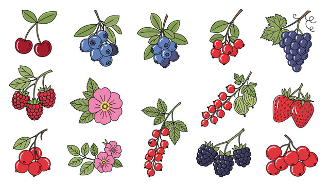 Colorful illustration of various berries including cherries, blueberries, raspberries, currants, strawberries, and blackberries.