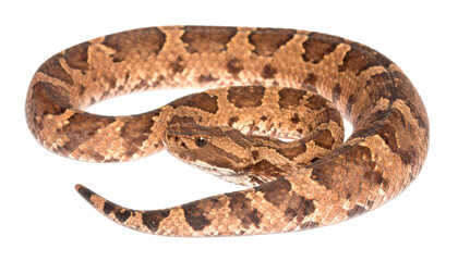 Fototapeta premium Eastern massasauga rattlesnake, sistrurus catenatus, isolated on transparent background
