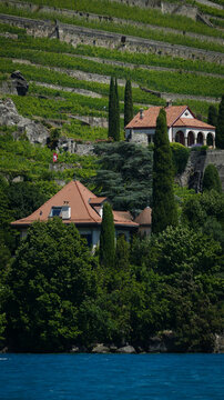 View of the terraced vineyards of Les vignes de Lavaux with traditional houses and lush greenery overlooking the blue water in Bourg-en-Lavaux, Vaud, Switzerland.