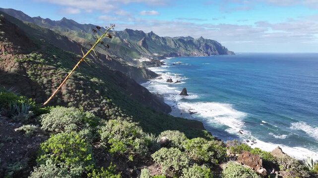  Agave in Anaga Rural Park with Atlantic Coastline, Northern Tenerife, Spain