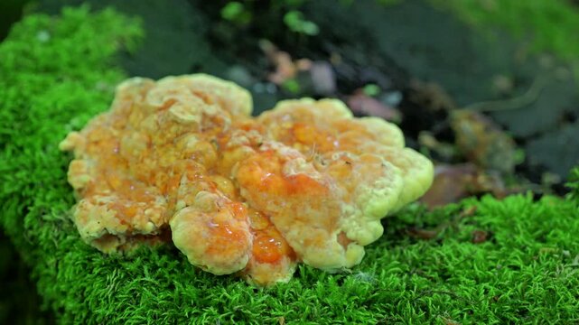 Yellow mushrooms Laetiporus sulphureus bracket fungus on a tree trunk in the spring forest.  