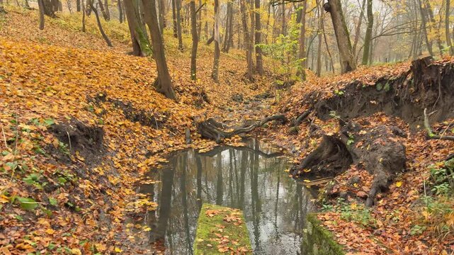 Autumn trees reflected in calm forest water. Symbolic visual for self awareness, reflection, clarity and personal understanding.