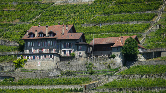 View of a traditional stone house with striped shutters nestled among the terraced vineyards of Les vignes de Lavaux in Bourg-en-Lavaux, Vaud, Switzerland.