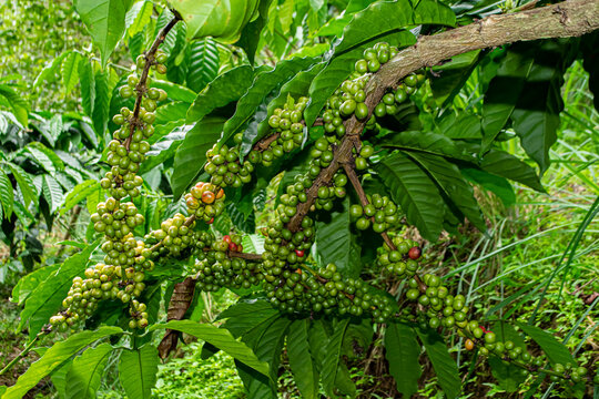 unripe coffee cherries on the plant branch.