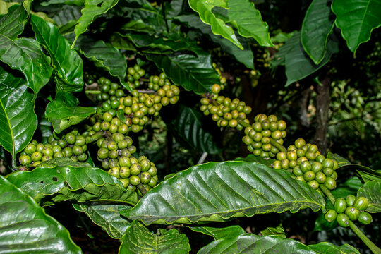 unripe coffee cherries on the plant branch.