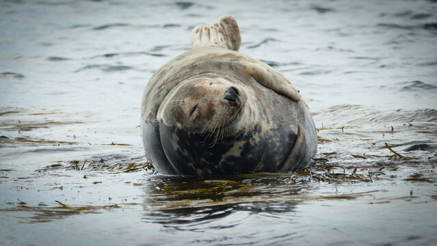 View of a grey seal resting on its back in shallow water surrounded by seaweed in Carantec, Brittany, France.