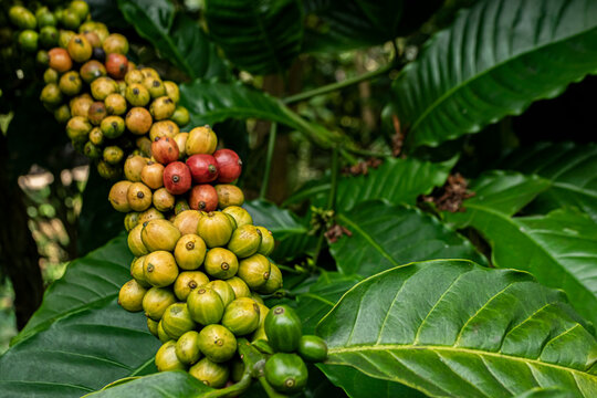 unripe coffee cherries on the plant branch.