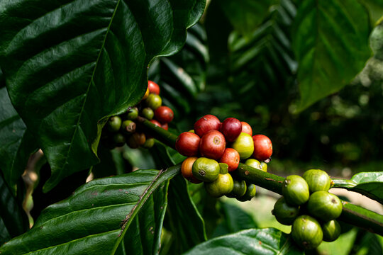 unripe coffee cherries on the plant branch.