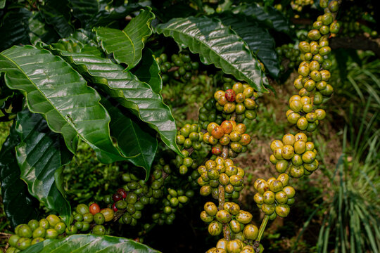 unripe coffee cherries on the plant branch.