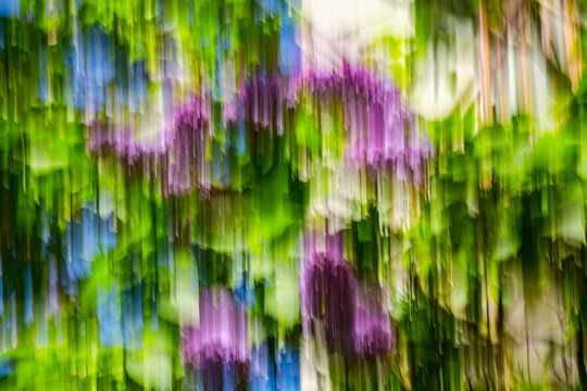 Close-up. Blurred image. Movement. Abstract background. A blooming common lilac tree. Irregular purple, green, and blue lines.