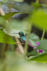 Fototapeta premium Female Green Crowned Brilliant Hummingbird Perched in the Costa Rican Jungle - Sarah Lutke Wild - Wildlife Photography