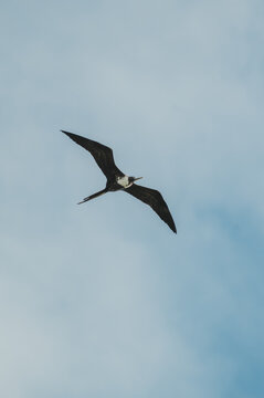 Magnificent Frigate Bird Flying in the Sky in Costa Rica - Sarah Murray Photography - Wildlife Photography