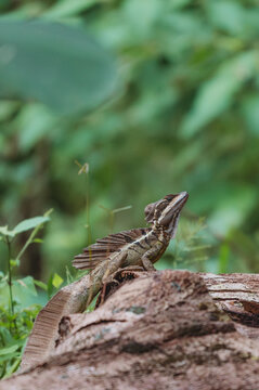 Plumed Basilisk Lizard on a Log in Costa Rica - Sarah Lutke Wild - Wildlife Photography