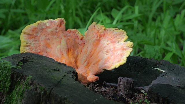 Yellow mushrooms Laetiporus sulphureus bracket fungus on a tree trunk in the spring forest.  