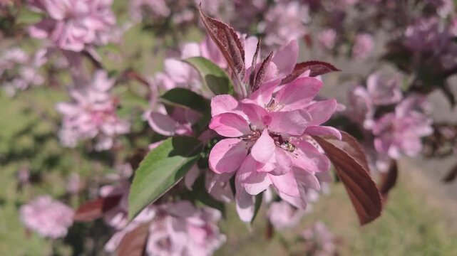 Close-up shot of exquisite bright pink decorative crabapple Malus tree blossom with tiny honeybee in its center, surrounded by green and reddish-bronze leaves sways in breeze in sunny park