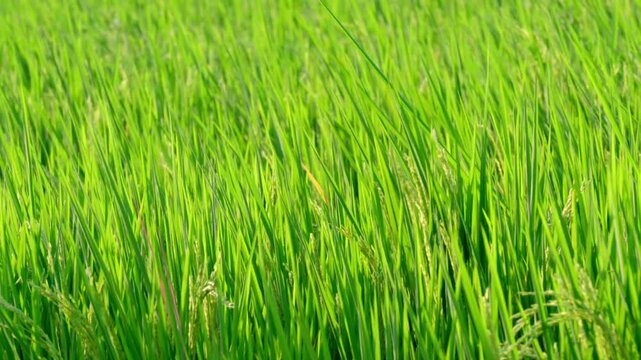 Lush green rice plants grow in a paddy field, creating a naturally textured backdrop. A close-up of young rice leaves represents agriculture, farming, sustainable food production.