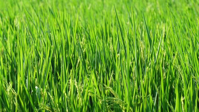Lush green rice plants grow in a paddy field, creating a naturally textured backdrop. A close-up of young rice leaves represents agriculture, farming, sustainable food production.