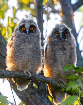 Two fluffy long-eared owl chicks sit side-by-side on a tree branch during sunset. The owlets stare forward with wide, vibrant orange eyes, illuminated by warm golden sunlight.