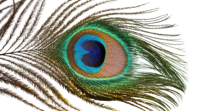 Detailed peacock feather with iridescent eye pattern, isolated on transparent background