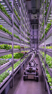 Robot automatis&eacute; inspectant des cultures de salades dans une ferme verticale