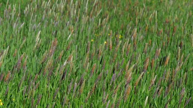 Grass waving in the wind sunny day in the meadow. Natural spring background.