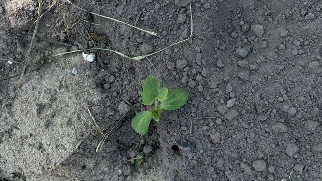 Top view of a small young watermelon sprout growing in the soil
