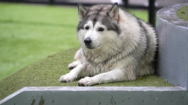 Wet Siberian husky lying on green turf, calm outdoor dog park scene with soft natural light and relaxed pet lifestyle mood.