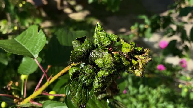 Close-up of black aphid infestation and curled leaves on a tree branch