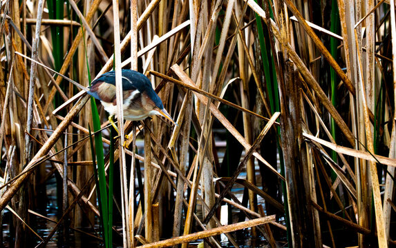 Least bittern perched among reeds while searching for prey in a wetland habitat.