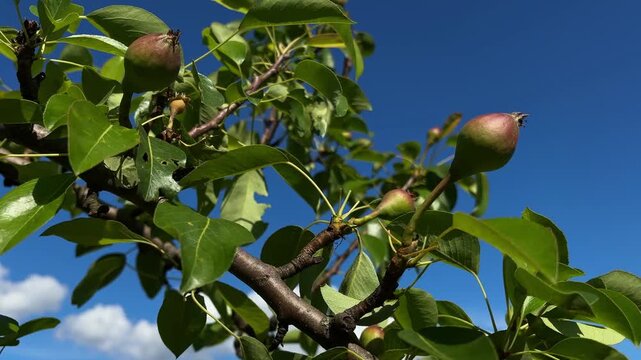 Pruning pear tree branch with shears under blue sky