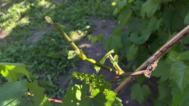 A close-up video of a hand pruning a grapevine or cutting off excess shoots near young green flower buds with a sharp pruner.