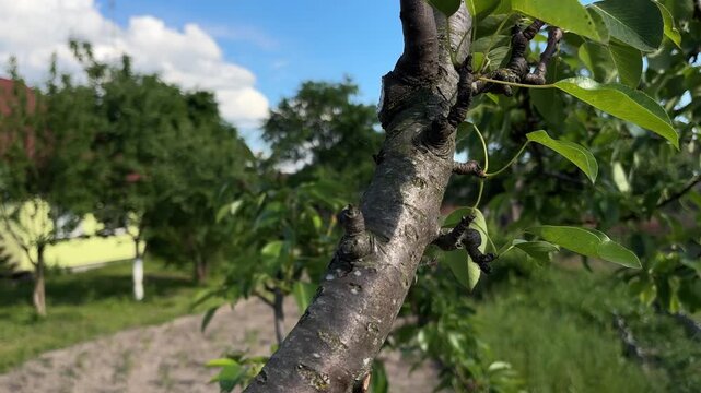 Pruning a thick pear tree branch with a garden pruner close-up