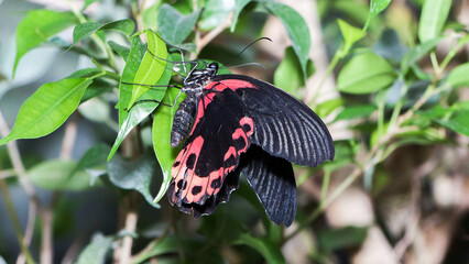butterfly on flower © lazalnik