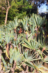 Fototapeta premium Fan aloe or Aloe Plicatilis (Kumara plicatilis)