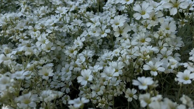 Close-up of white cerastium snow-in-summer flowers texture background
