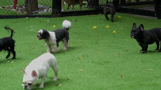 Multiple dogs playing on green turf at an outdoor dog park, cute pet daycare lifestyle scene with social canine activity.