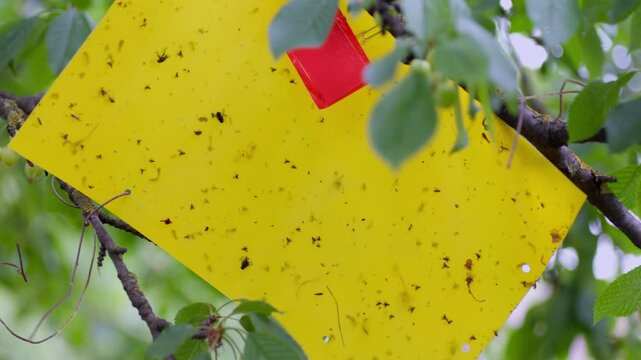 Close-up of a yellow sticky cherry fly trap covered with captured midges and mosquitoes hanging on a cherry tree branch in an orchard to control pests and protect fruit from infestation