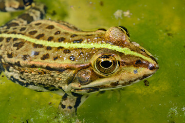 Obraz premium Lake frog Pelophylax ridibundus in green water in a pond in summer