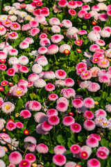Close-up of vibrant pink and white English daisy flowers (Bellis perennis)  © TatiG